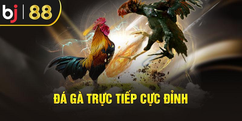  Đá gà trực tiếp cực đỉnh