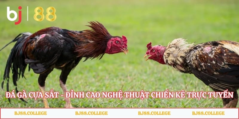 Đá Gà Cựa Sắt - Đỉnh Cao Nghệ Thuật Chiến Kê Trực Tuyến