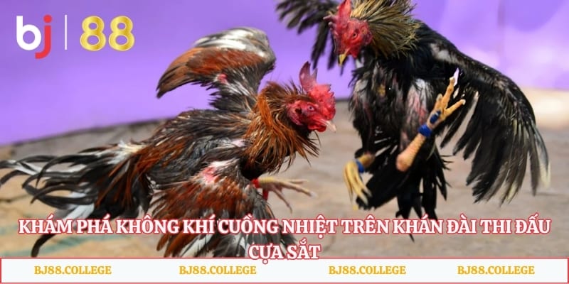 Khám phá không khí cuồng nhiệt trên khán đài thi đấu cựa sắt