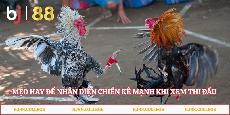 Mẹo hay để nhận diện chiến kê mạnh khi xem thi đấu cựa sắt